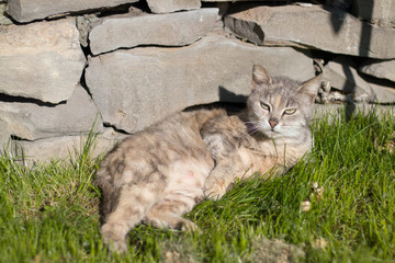 the grey cat lies on its side like a man on the green grass against the grey stones. a haughty look.