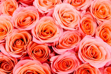 Pink roses as background