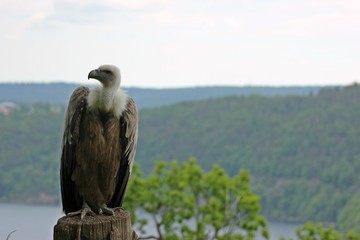 Gänsegeier (Gyps fulvus) am Edersee