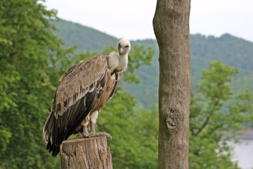 Gänsegeier (Gyps fulvus) am Edersee