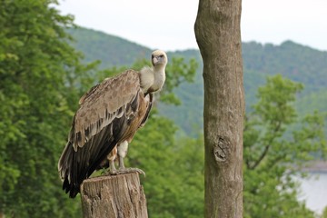 Gänsegeier (Gyps fulvus) am Edersee