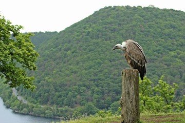 Gänsegeier (Gyps fulvus) am Edersee