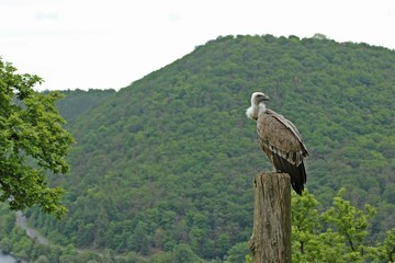 Gänsegeier (Gyps fulvus) am Edersee