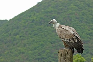 Gänsegeier (Gyps fulvus)