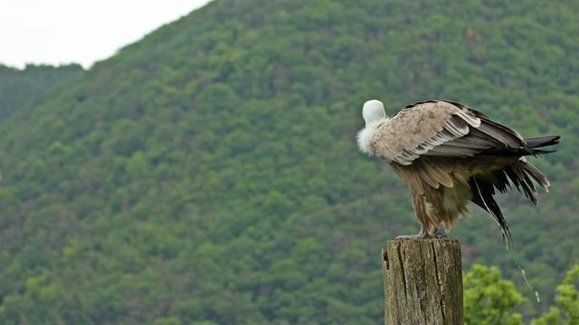 Kotender G&auml;nsegeier  (Gyps fulvus)