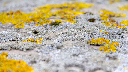 lichen closeup
