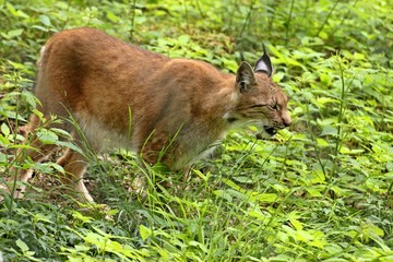 Luchs (Lynx lynx)