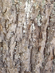 bark of a tree