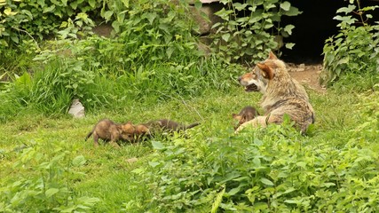 Männlicher Europäischer Wolf (Canis lupus) mit seinen fünf Wochen alten Welpen