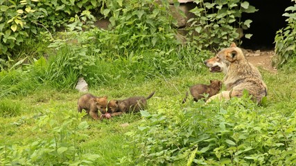 Männlicher Europäischer Wolf (Canis lupus) mit seinen fünf Wochen alten Welpen