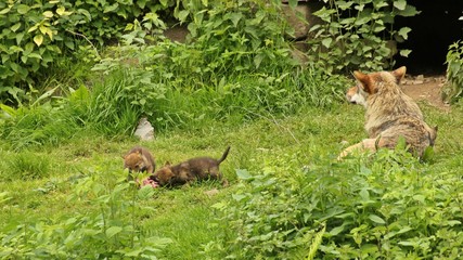 Männlicher Europäischer Wolf (Canis lupus) mit seinen fünf Wochen alten Welpen