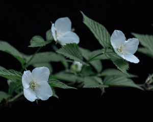 白山吹（White kerria flowers）