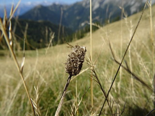 A zoom on a meadow in Val Vigezzo, near the village of Santa Maria Maggiore, Piedmont, Italy - August 2018