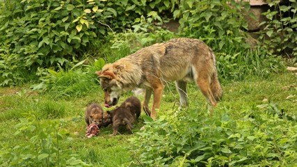 Männlicher Europäischer Wolf (Canis lupus) mit seinen fünf Wochen alten Welpen