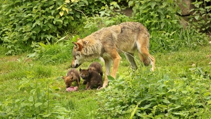 Männlicher Europäischer Wolf (Canis lupus) mit seinen fünf Wochen alten Welpen