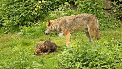 Naklejka na ściany i meble Männlicher Europäischer Wolf (Canis lupus) mit seinen fünf Wochen alten Welpen