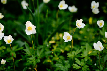 Anemone sylvestris - white spring flowers in spring garden