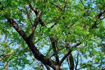 Fototapeta premium green leaf of tree with blue sky
