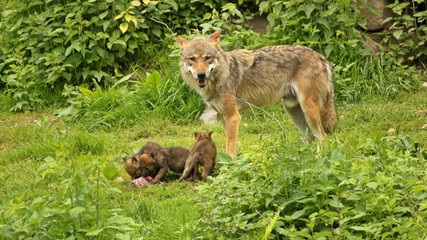 Männlicher Europäischer Wolf (Canis lupus) mit seinen fünf Wochen alten Welpen © Schmutzler-Schaub