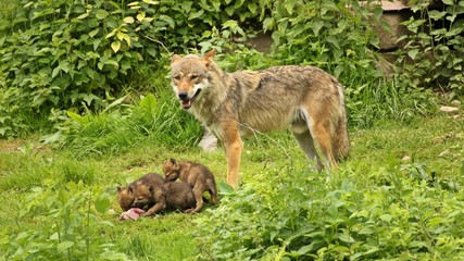 Fototapeta premium Männlicher Europäischer Wolf (Canis lupus) mit seinen fünf Wochen alten Welpen