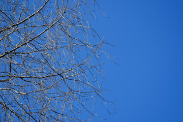 dry branch tree with blue sky background