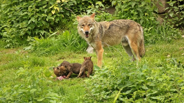 M&auml;nnlicher Europ&auml;ischer Wolf (Canis lupus) mit seinen f&uuml;nf Wochen alten Welpen