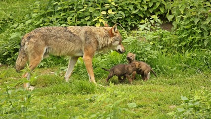 Fototapeta premium Männlicher Europäischer Wolf (Canis lupus) mit seinen fünf Wochen alten Welpen