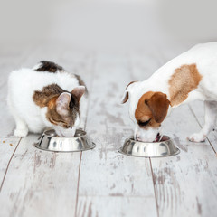 Dog and cat eats food from bowl