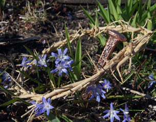 Thorn crown blue flowers on green background