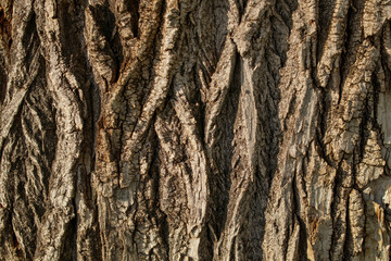 Deeply cracked bark of an old poplar of gray and brown shades.