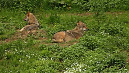 Ruhendes Europäisches Wolfspaar (Canis lupus)