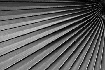 black and white palm leaf with line