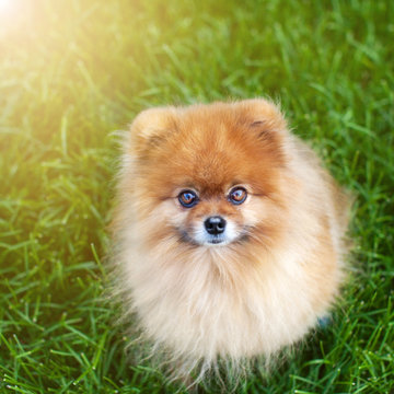 Pomeranian on the grass