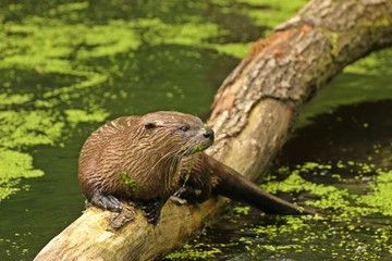 Fischotter (Lutra lutra) auf Baumstamm