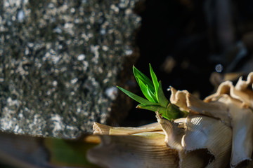 Pandan in the Drainage channel