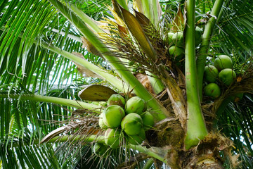 Fototapeta premium Sweet coconut tree in garden