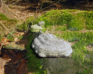 Old mushroom in forest