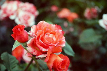 red rose in garden