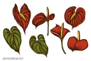 Vector set of hand drawn colored  anthurium