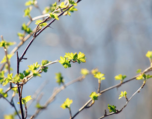 branch of a tree in spring