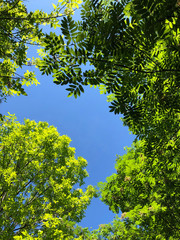 green leaves blue sky nature