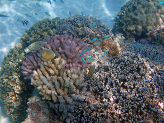 Underwater view of colorful tropical fish and coral reef in the Bora Bora lagoon, French Polynesia