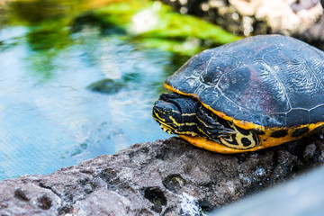 Obraz premium Turtle crawl on timber 