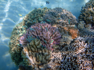 Underwater view of colorful tropical fish and coral reef in the Bora Bora lagoon, French Polynesia