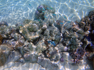 Underwater view of colorful tropical fish and coral reef in the Bora Bora lagoon, French Polynesia