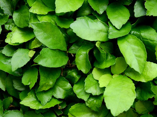 green leaf of bush