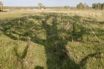 Shadow from an old lonely poplar standing in a field on a sunny day.