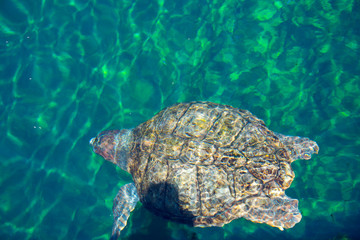 Obraz premium Green Turtle