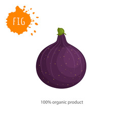 Ripe figs closeup isolated on white background. Vector banner with the inscription 100 % organic product. Advertising clean food.
