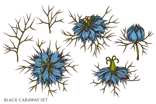 Vector set of hand drawn colored  black caraway
